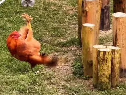 为了华南虎的延续他们做出了最大的贡献