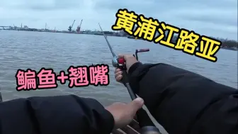 黄浦江路亚，初春大降温下小雨，没想到收获两条