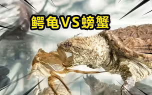 小鳄龟VS小螃蟹，这是我见过最笨的鳄龟！