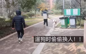 警惕性测试，遛狗时偷偷换人，二哈能察觉得到吗？
