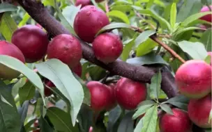 你以为这是大枣吗？