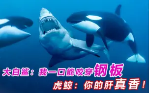 大白鲨：我一口就能咬穿钢板？虎鲸：你的肝真香