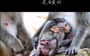 一场疯狂的战斗带来的结果是自己幼崽被撕咬的的太重了 这还能活吗 幼崽紧紧依靠着母猴怀里猴王爸爸在给舔食着伤口