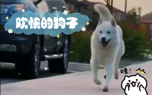 欢快的狗子