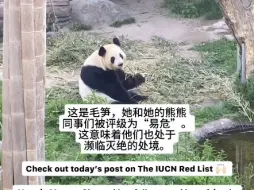 丹麦奶妈5.179/今天是国际濒危物种日