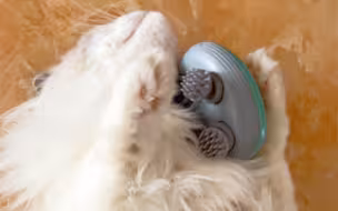 猫咪自助灵魂提取器，给我笑发财了哈哈哈哈哈