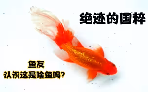 这鱼快要绝迹了，天津鱼友，30厘米鱼缸，养了2条20厘米金鱼