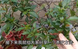 入冬后，枯萎了的辣椒树也不要砍掉，只需一招，来年产量更高