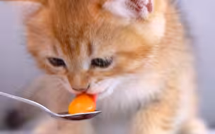 小奶猫吃王八蛋，QQ弹弹超营养!
