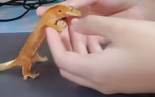 “请展示你的宠物”