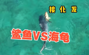 海龟“四两拨千斤”智斗大鲨鱼