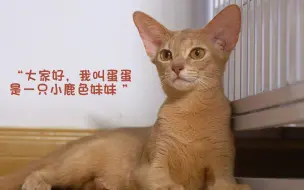 各方面都很出色的小鹿色阿比西尼亚猫，欢迎来到猫舍！