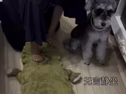 雪纳瑞是一款小孩友好犬