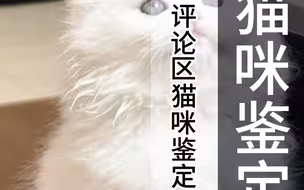 评论区猫咪随机鉴定！你敢发我就敢鉴定！