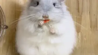小可爱的日常～