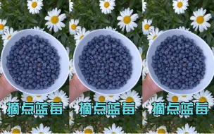 种点蓝莓苗吧，来年开春就有的吃了