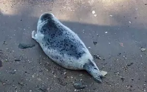 毛鱼入水