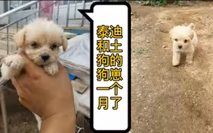 泰迪跟土狗生的小崽，一个多月了，看看怎么样送走了两只