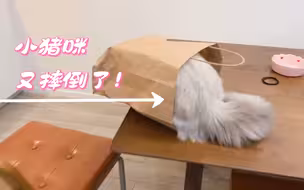 【Caesar&Loki】玩纸袋顾头不顾腚 猪咪摔倒凯子亲亲