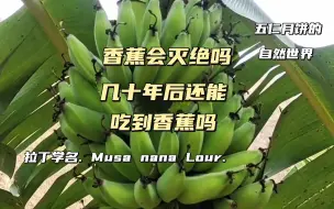 几十年后香蕉会灭绝？最好吃的香蕉已经灭绝了？