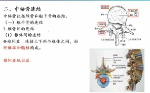 解剖2-关节学+肌学