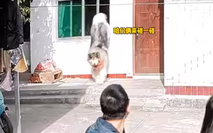 当家里来了陌生人，我家护卫犬直接翻窗吓唬他们去了。