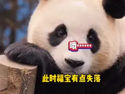 福宝看到琳琅想妈妈了，琳琅立马上树安慰它，太暖了……