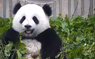 哇！是包包耶，包女婿怎么长的这么眉清目秀的，真好看【大熊猫包包】cr:ipanda