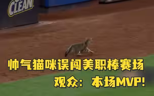 帅气猫咪误闯美职棒赛场 观众：本场MVP！