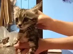 第一次尝试给猫猫洗澡ᓚᘏᗢ