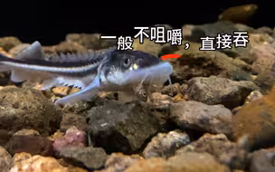 给达氏鳇尝试吃小鱼
