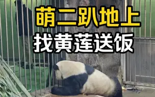 萌二含住窝头，倒退了好远又前进；窝头吃完，萌二趴地上找黄莲送吃的，黄莲发现后快速来送