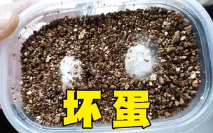 网上买的乌龟蛋孵了10几天突然发霉了！
