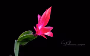 延时摄影二十四节气赏花开-蟹爪兰