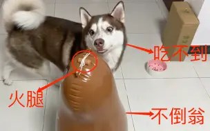 在不倒翁头上绑根火腿肠，二哈被耍得团团转！