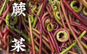 很多人都说蕨菜不能吃，我们却从小吃到大，春天到了，又是一年吃蕨菜的季节，安排上