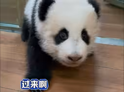 好消息：“妹猪”会说话了，坏消息：是个粗嗓