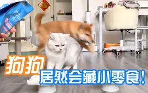 狗狗居然会藏小零食