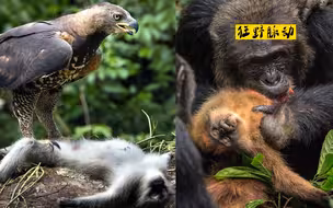 《舌 尖 上 的 猴 子》