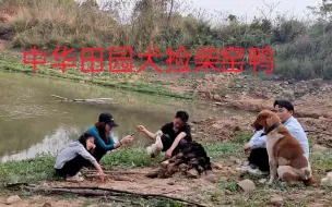 3岁的中华田园犬跟主人去窑鸭，懂事地帮挖坑又捡柴来，奖励香喷喷的鸭腿