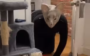 猫：我要应激了！
