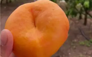 你以为是烧饼吗？