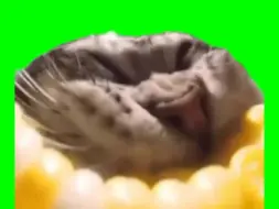 猫meme绿幕素材吃玉米猫