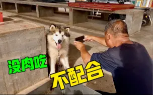 老大爷想给阿拉斯加拍照，结果手上没吃的，狗狗各种拒绝配合，太逗了！
