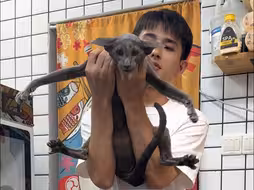 异形东短猫洗护