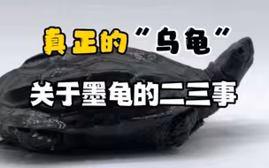 拒绝上当，关于墨龟你必须知道的基本认识