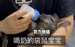 当八字过硬的袋鼠宝宝遇到王小怪…