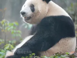 碧峰峡富氧秘镜，山林竹水相依，美丽动人香香公主巡山啦！逛累了就坐下来歇歇，稍微有点小肚子！