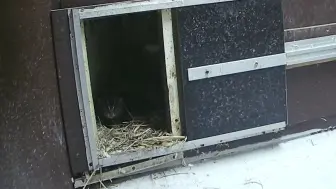 荷蘭的鹿特丹動物園成功繁殖了瀕危的漁貓寶寶