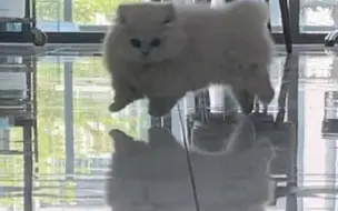 磁悬浮小短腿！！